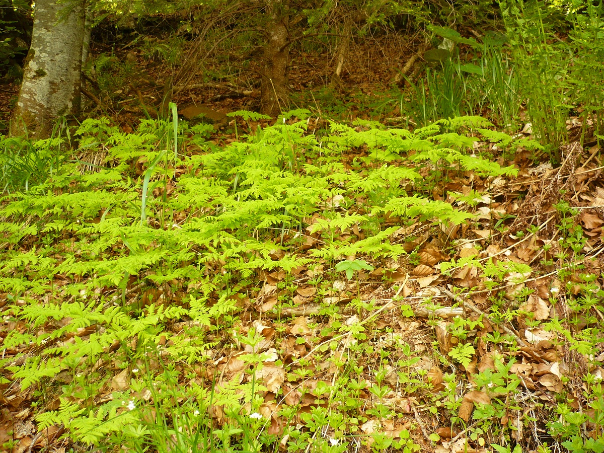 Gymnocarpium dryopteris (Cystopteridaceae)